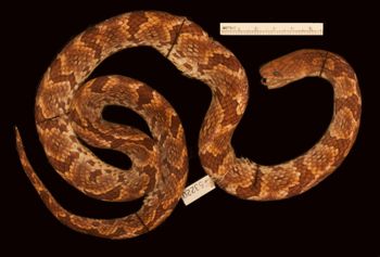 Media type: image;   Herpetology R-53220